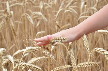 Fototapeta na wymiar hand holding wheat