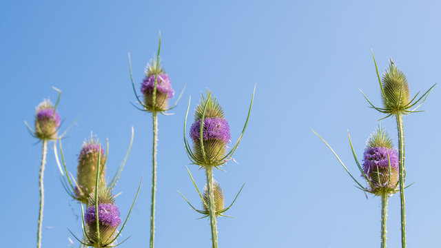 Wilde Karde vor blauem Himmel