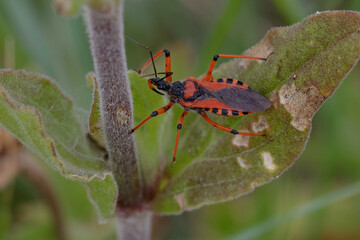 Assassin thread-legged bug (Rhynocoris iracundus)