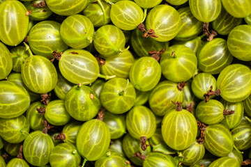 Background of green gooseberry. Fresh berries closeup. Top view. Background of fresh berries. Green food.