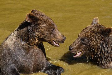 Junge Braunbären (Ursus arctos) beim Spielen im Wasser
