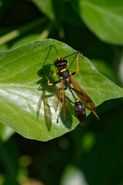 Yellow-legged mud-dauber wasp or Black-and-yellow mud dauber or Black-waisted mud-dauber  (Sceliphron caementarium)