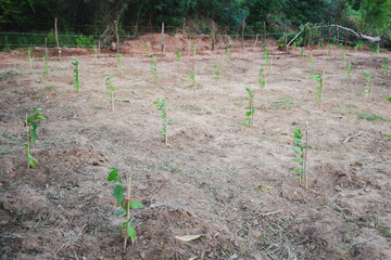 Annona squamosa in the garden