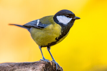 Great tit garden bird perched on branch