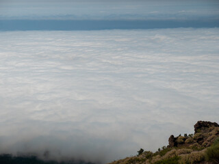 Tenerife, Teide volcano, mountain, Teide national park. Forests and mountains above the clouds.