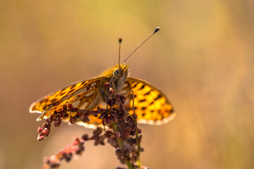 Queen of Spain fritillary