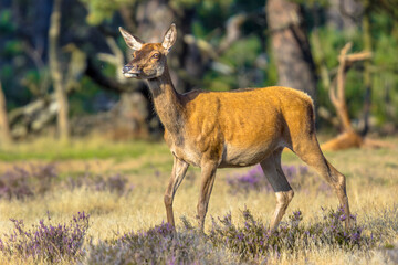 Red deer rutting season Veluwe