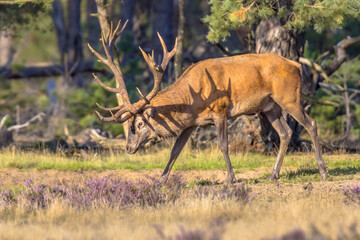Red deer rutting season Veluwe