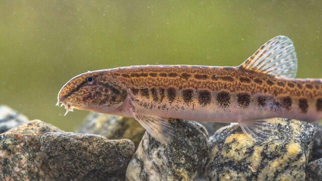 Spined loach in water