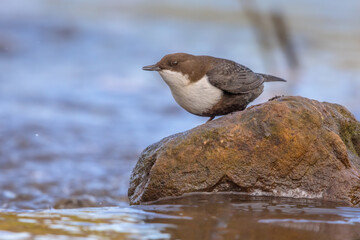 White throated dipper foraging in streaming water