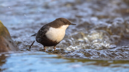 White throated dipper foraging in streaming water