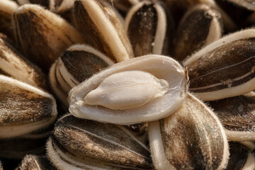 Open sunflower seed macro photo, close-up. Seed background. A bountiful harvest for sunflower oil.