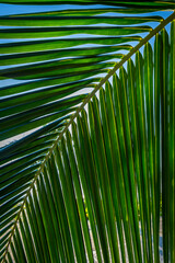 Close up of a palm leaf on Seven Mile beach, Grand Cayman