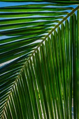 Photo sur Aluminium brossé Plage de Seven Mile, Grand Cayman Gros plan d& 39 une feuille de palmier sur la plage de Seven Mile, Grand Cayman