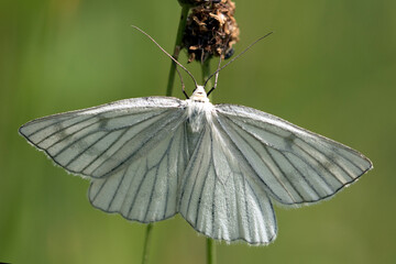 Veined White Moth