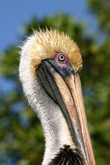 Brown Pelican, Pelecanus occidentalis, Everglades National Park, Florida