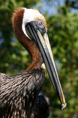 Pelican portrait