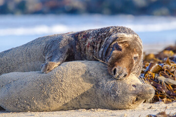 Kegelrobben (Halichoerus grypus) auf Helgoland, Paarung von Kegelrobben