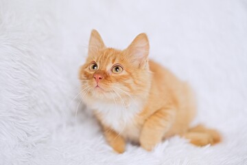 Cute little red tabby kitten sitting on fur white blanket         
