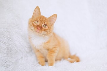 Fototapeta premium Cute little red tabby kitten sitting on fur white blanket 
