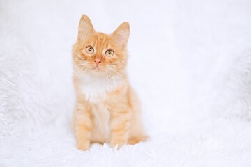Fototapeta premium Cute little red tabby kitten sitting on fur white blanket 
