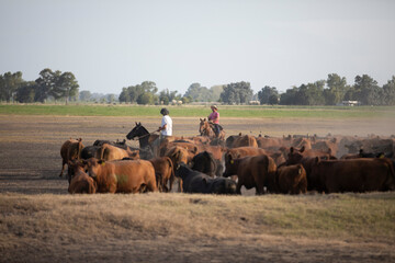 Cattle rancho in argentina