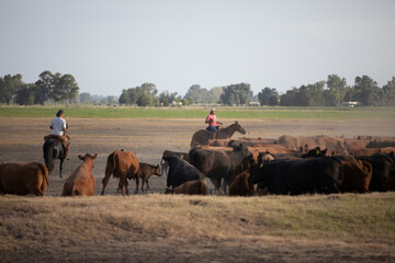 Cattle rancho in argentina