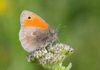 Small Heath Butterfly