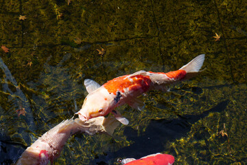 錦鯉のいる日本の池