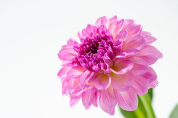 満開のダリア © 歌うカメラマン