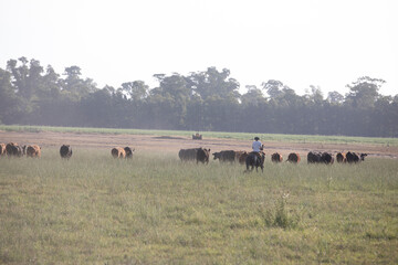 Cattle rancho in argentina
