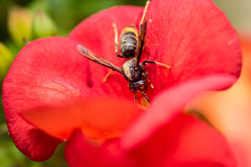 asian hornet close up in the garden