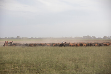 Fototapeta na wymiar Cattle rancho in argentina