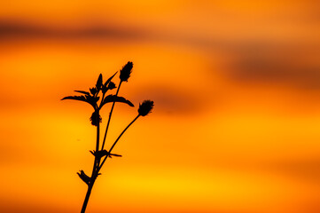 flower in the sunset