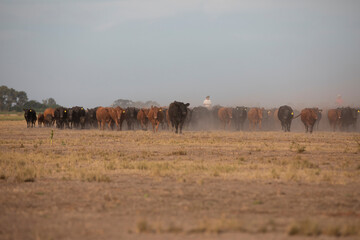 Fototapeta na wymiar Cattle rancho in argentina