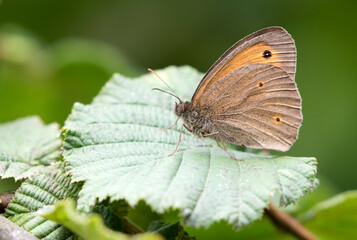Meadow Brown 
