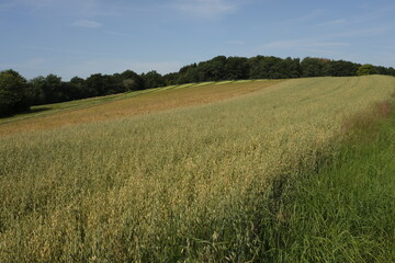 Obraz premium Landwirtschaft mit grüner Wiesen und Weide Wirtschaft
