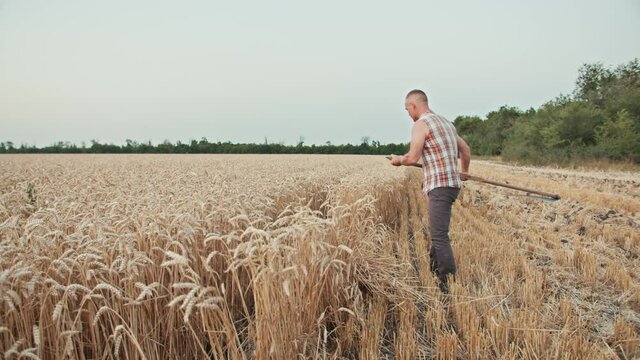 guy farmer mows the wheat in the field