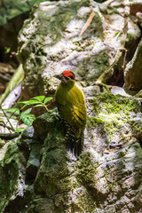 Common flameback  beautiful bird in the nature