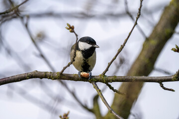 great spotted woodpecker