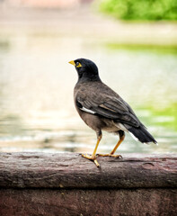 Myna about to drink water