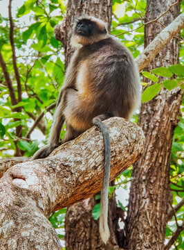 langur on a tree