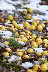wild apples fallen on the floor of a tree