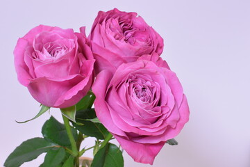 Pictures of beautiful pink roses on a bright background 