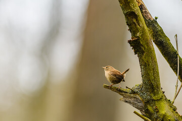 Little cute bird Wren (Troglodytes troglodytes) sitting on a branch in the forest and looking around.