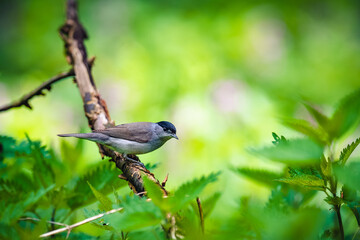Eurasian blackcap (Sylvia atricapilla) sits on a branch in the spring forest and looks around. He is looking for food.