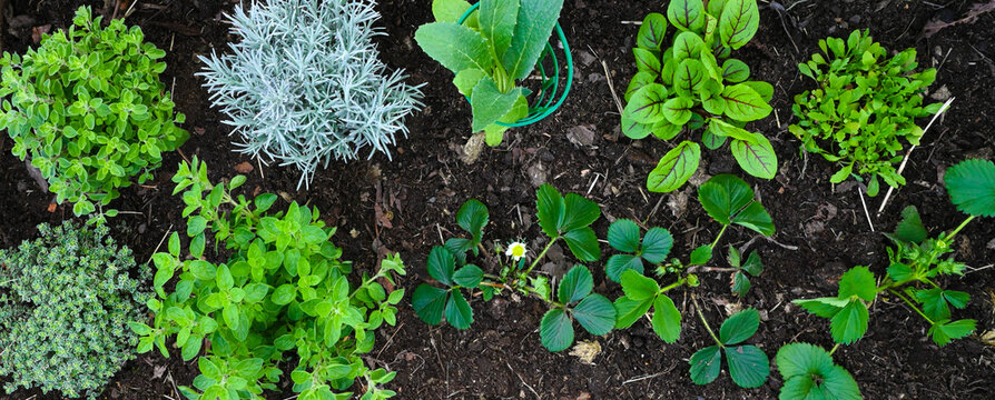 Gew&uuml;rze und Kr&auml;uter Garten und Gem&uuml;se im Hochbeet - Gem&uuml;segarten - Kr&auml;utergarten - Majoran, Thymian, Rosmarin, Sauerampfer, Artischoke und Rucola.