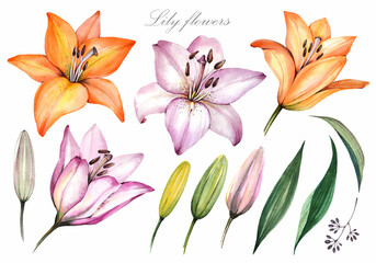 Fototapeta na wymiar Spring flowers set. Garden lilies on a white background. White and yellow lilies and leaves. Watercolor illustration.