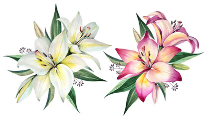 Watercolor illustration. White and pink lilies on a white background. Spring bouquet of lilies. Garden flowers.