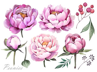 Watercolor illustration. Spring flowers and leaves. Pink peonies on a white background. Garden plants set. 